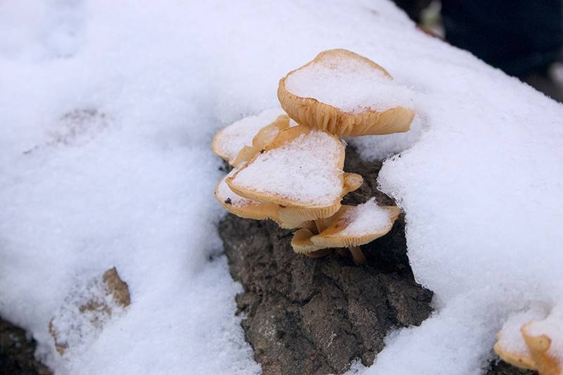 В Ленобласти грибы достают из-под снега (видео)
