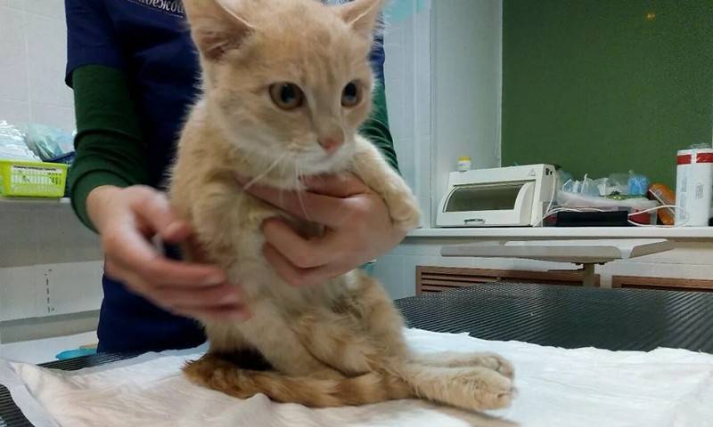 Выживший после девяти пулевых ранений пермский котёнок снова научился бегать