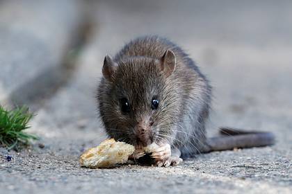 Одинокая женщина завела 300 ручных крыс и пожалела - lenta.ru - США - Сан-Диего - шт. Калифорния - county San Diego