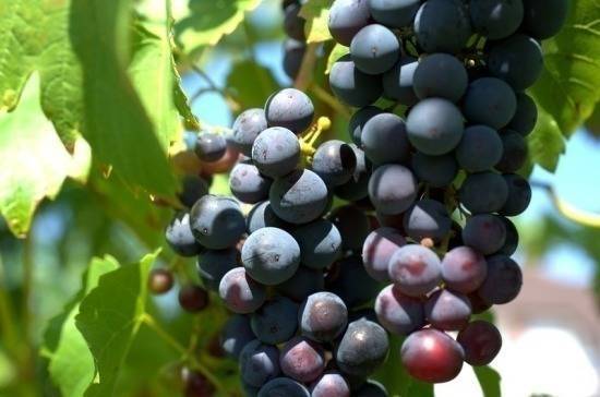 Минсельхоз поддержал новый законопроект о виноградарстве и виноделии