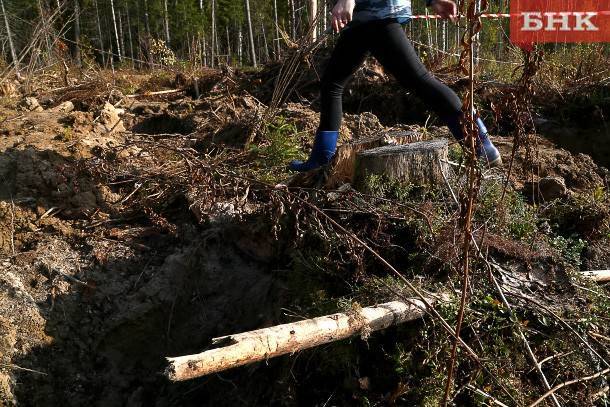 В Коми за месяц выявили девять фактов незаконной рубки деревьев