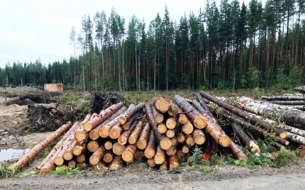 Новгородца оштрафовали за незаконную рубку леса