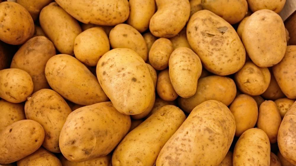 Урожай картофеля в Коми уменьшился на треть