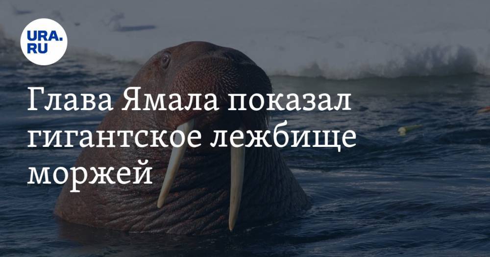 Глава Ямала показал гигантское лежбище моржей. ФОТО, ВИДЕО