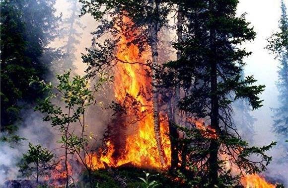 Глава МИД Сергей Лавров написал стих, посвященный лесным пожарам в Сибири