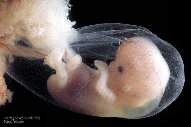 Ученые обнаружили у человеческого эмбриона наследие палеозоя