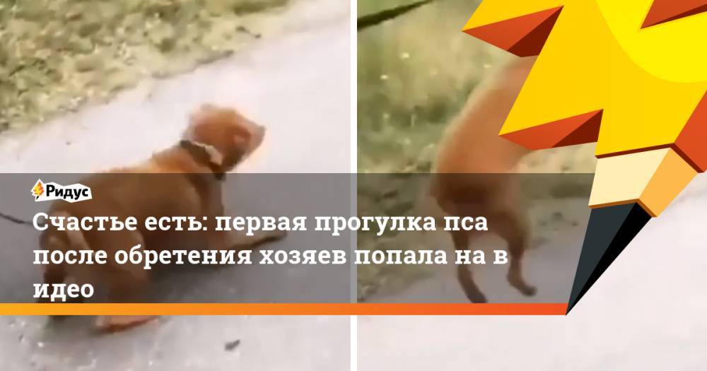 Счастье есть: первая прогулка пса после обретения хозяев попала на&nbsp;видео