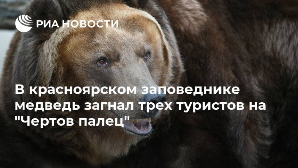 В красноярском заповеднике медведь загнал трех туристов на "Чертов палец"