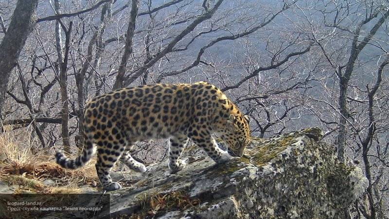 Россияне ломают голову над фото с "невидимым" дальневосточным леопардом