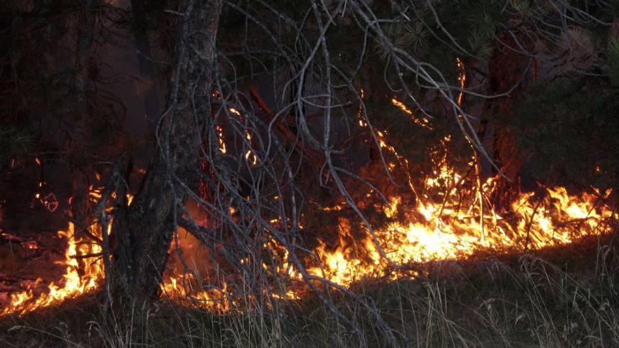 Ученые из США создали гель для борьбы с лесными пожарами