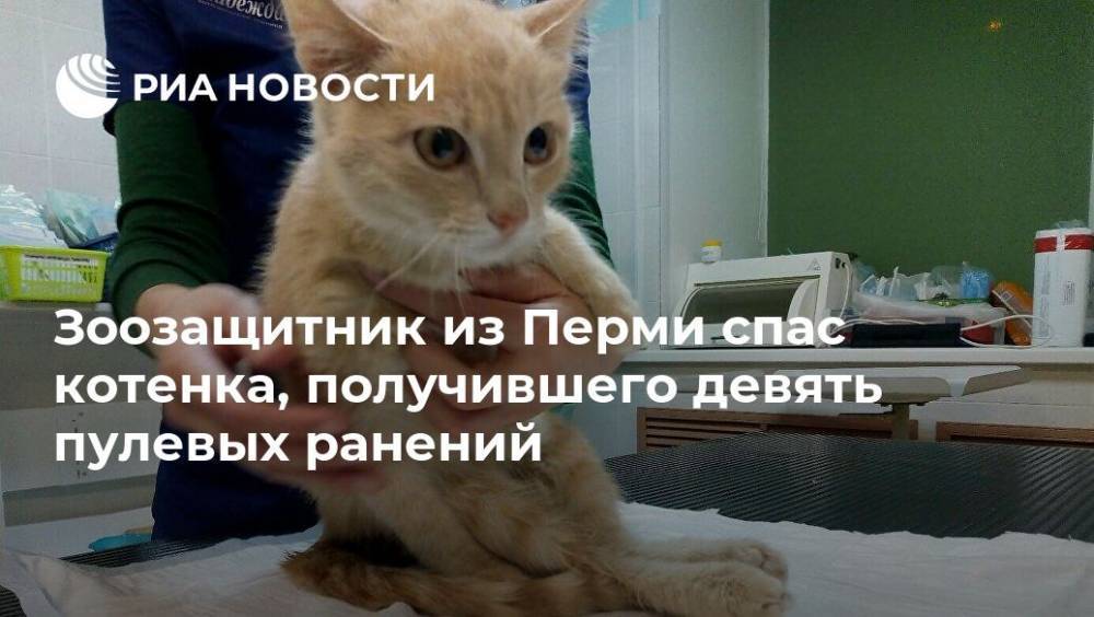 Зоозащитник из Перми спас котенка, получившего девять пулевых ранений