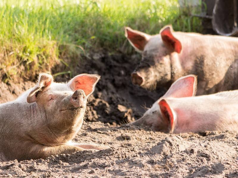 Белоруссия запретила поставки свиней из Еврейской области