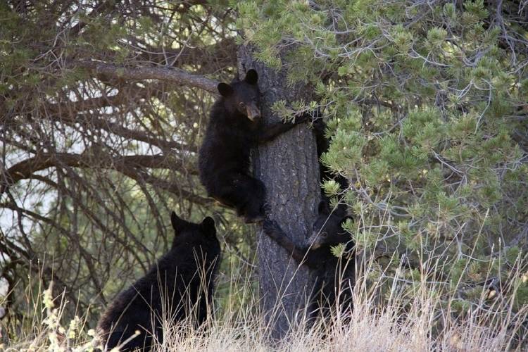 Медведь загнал туристов на «Чертов палец» в красноярском заповеднике