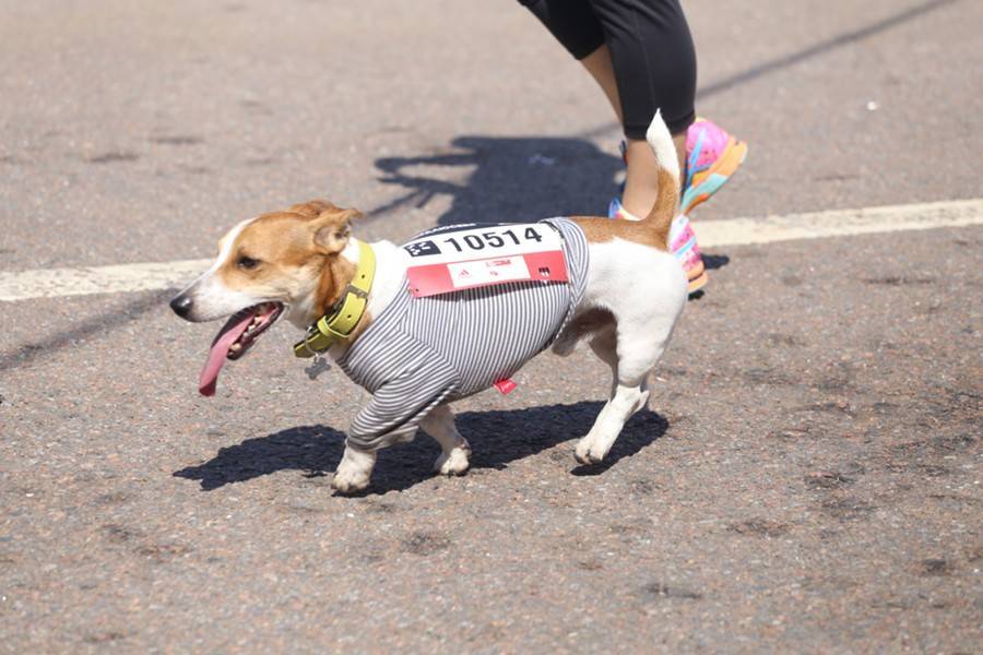 Благотворительный забег с собаками пройдет в Битцевском парке
