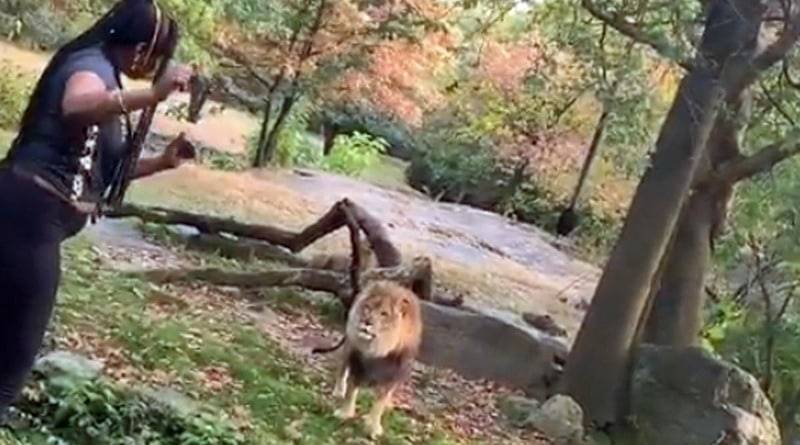 В Нью-Йорке посетительница зоопарка забралась ко льву и начала танцевать (видео)