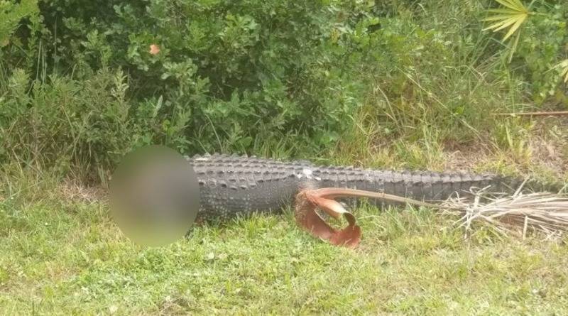 Во Флориде неизвестные бензопилой обезглавили аллигатора