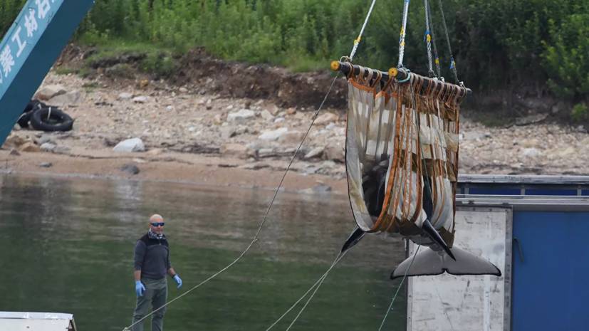 Учёные выпустили 14 белух из «китовой тюрьмы» в Охотское море