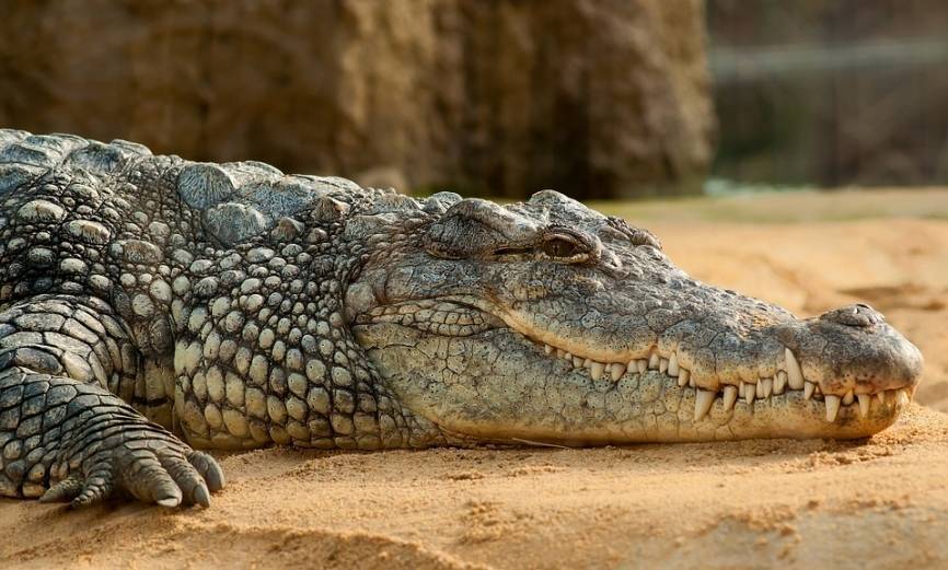 Грузовик переехал крокодила в Подмосковье