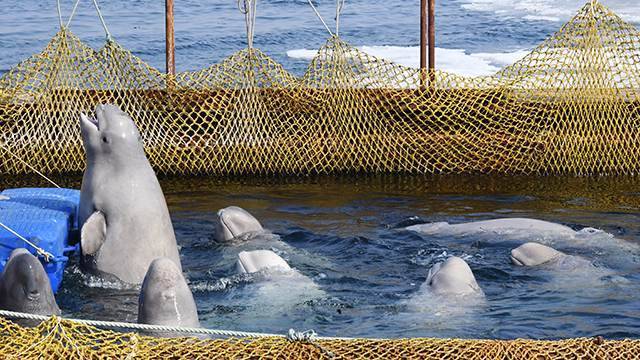 Еще 11 белух из "китовой тюрьмы" готовятся к выпуску в море