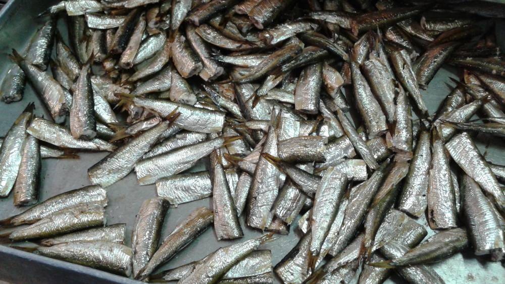 ЕС сокращает возможности Прибалтики для ловли рыбы