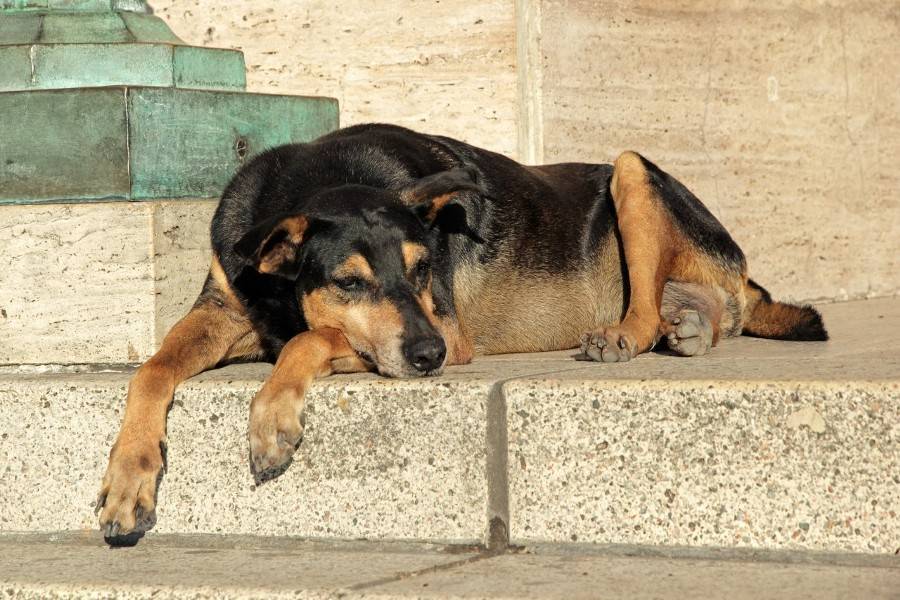 Муниципальные служащие в Саратове убивали собак и расхищали выделенные на их отлов деньги