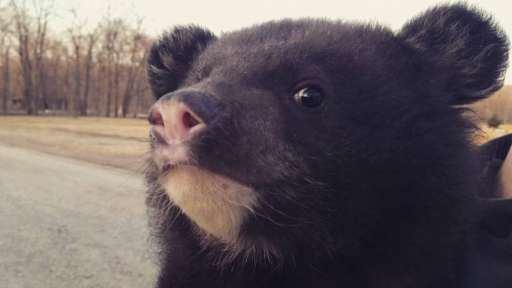 Жители Мурманской области нашли следы  медведя и передумали рыбачить
