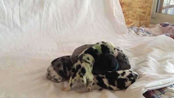 «Я была в шоке»: собака родила зеленого щенка