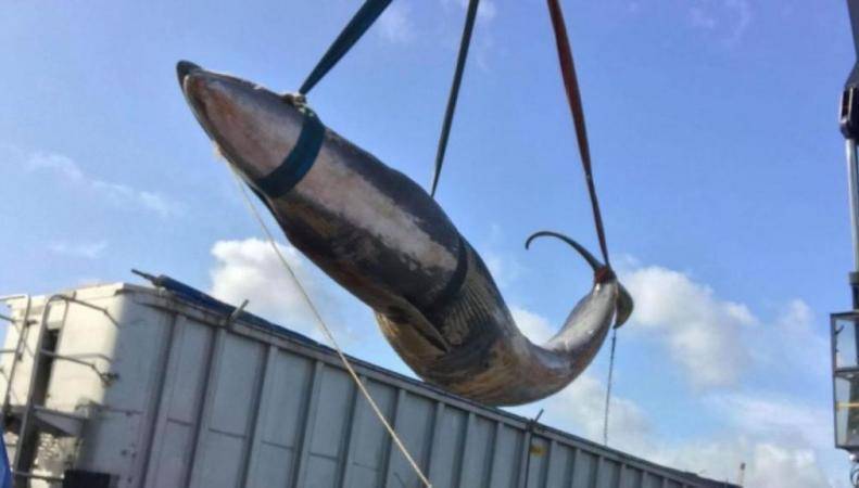 Из Темзы выловили десятиметрового мертвого кита