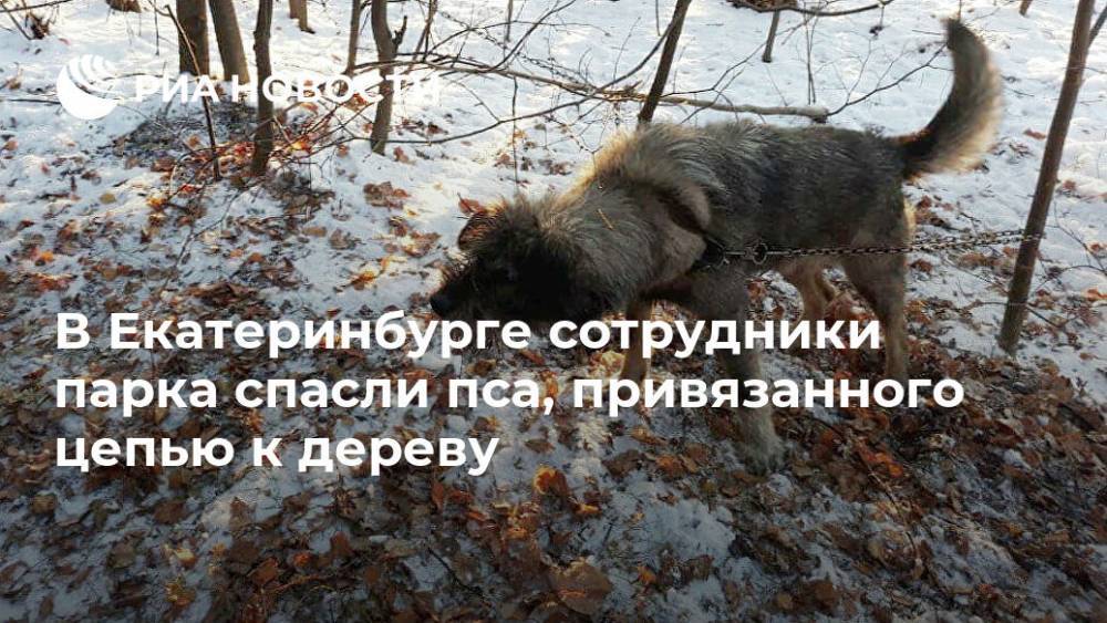 В Екатеринбурге сотрудники парка спасли пса, привязанного цепью к дереву