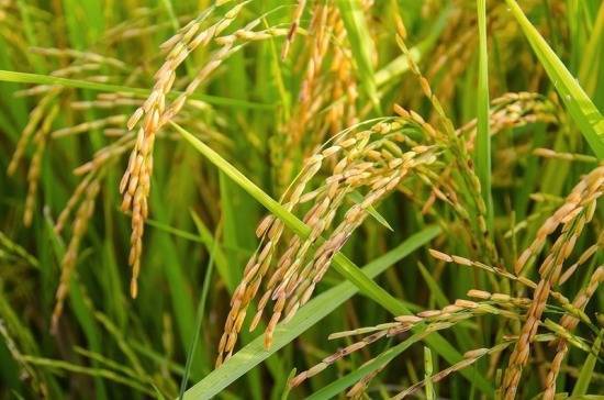 Урожай риса в Краснодарском крае вырос на 200 тысяч тонн