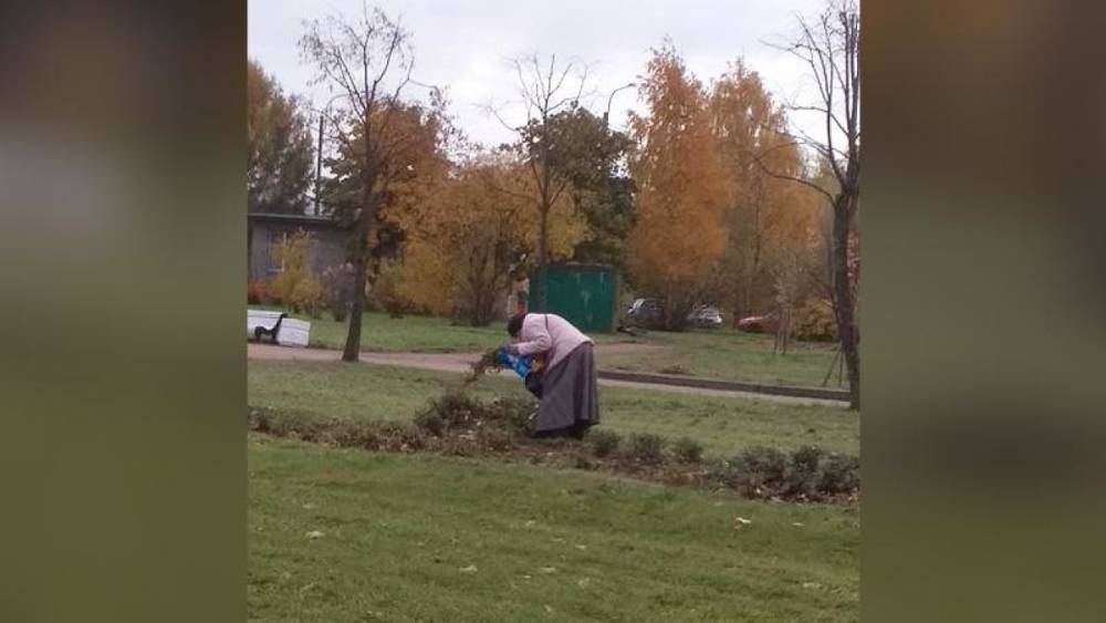 Жители Фрунзенского района срезали в парках до трети высаженных цветов