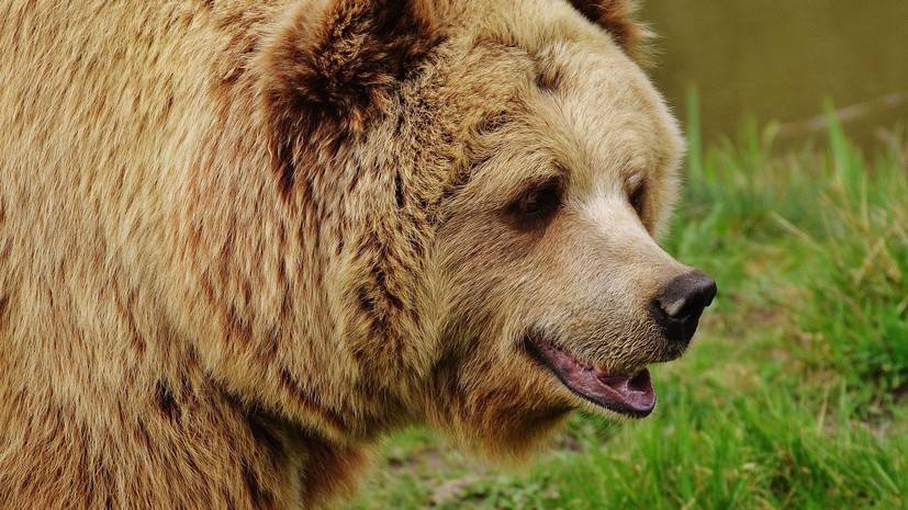 Российский боец UFC: в США думают, что у нас на дороги выбегают медведи