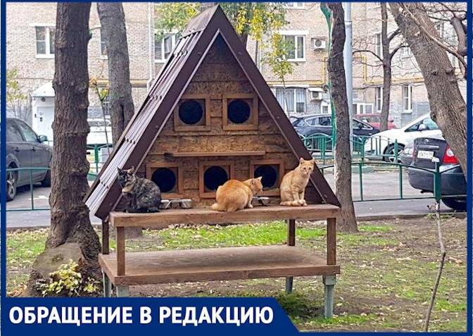 Перед зимой дворовым животным в Москве построили «Кошкин дом»