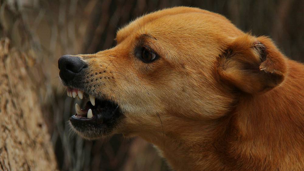 На Первомайской в Череповце бойцовский пес загрыз собаку ребенка
