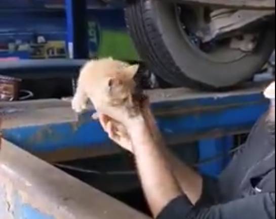 Видео спасения рыжего котенка, застрявшего в машине
