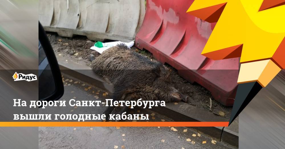 На дороги Санкт-Петербурга вышли голодные кабаны