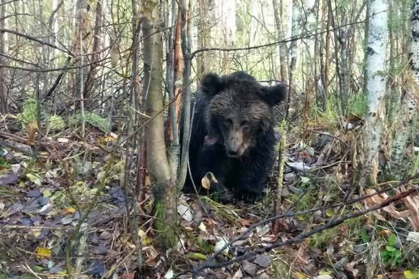 Отстрел раненого медвежонка в Ухте обяснили «крайней необходимостью»