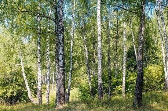 В России может появиться реестр недобросовестных лесных арендаторов