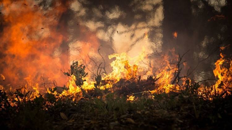 Пригород Лос-Анджелеса эвакуируют из-за лесных пожаров