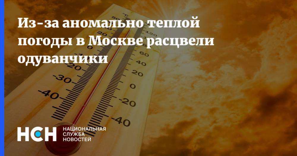 Из-за аномально теплой погоды в Москве расцвели одуванчики