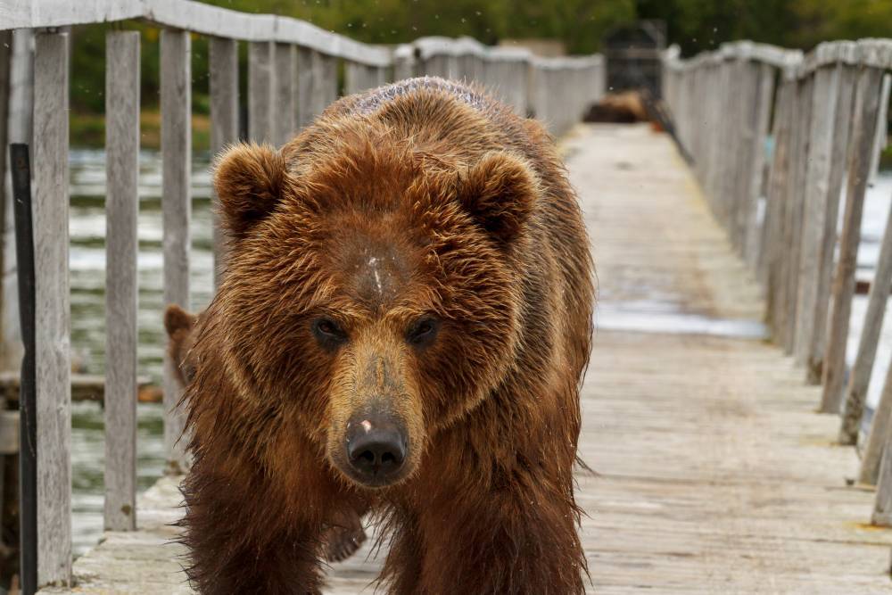 На Камчатке медведь загрыз смотрителя маяка