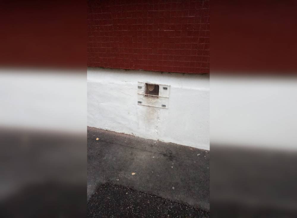 Жители заметили за решеткой в здании школы кошек и котят