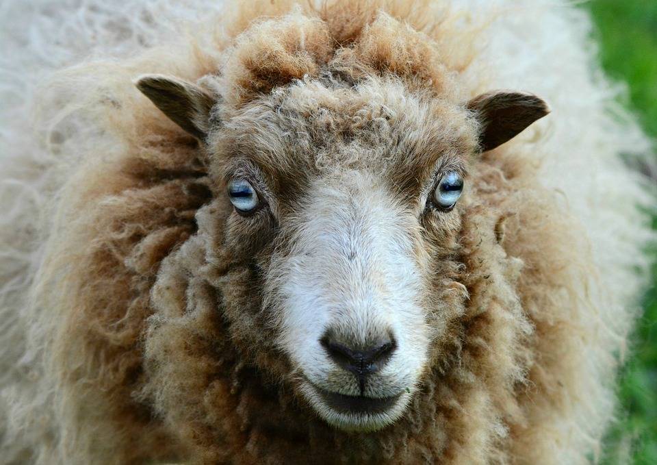 В Австралии скончалась самая пушистая овца в мире