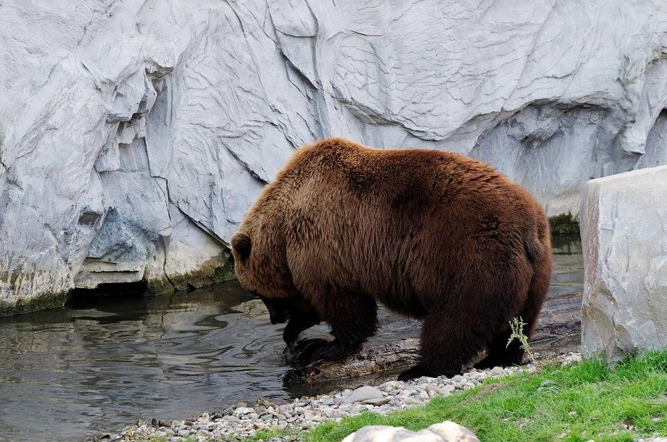 Камчатская медведица Роза из зоопарка Москвы готовится к зимней спячке