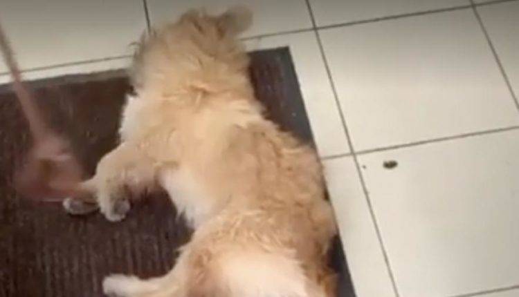 Ветеринар в Нижнекамске отказалась осмотреть умирающую собаку за 15 минут до начала рабочего дня