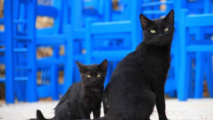 Предвестник несчастья: как черные коты становятся востребованными накануне Хеллоуина