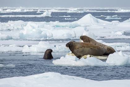 Названы подстерегающие туристов опасности в Арктике