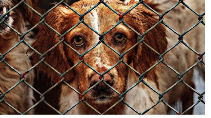 ЗакС Петербурга принял законопроект о льготах владельцам приютов для животных