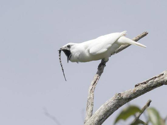 Громче самолета: обнаружена самая шумная птица на планете