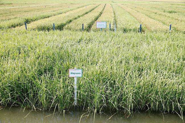 Урожай риса в Краснодарском крае в этом году увеличился на треть